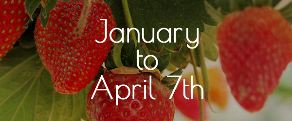 Yoshimura Strawberry Park January to April 7th