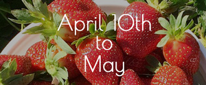 Fees for Yoshimura Strawberry Park (in Mashikko, Tochigi) From April 10 to May