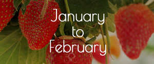Fees for Yoshimura Strawberry Park (in Mashikko, Tochigi) From Jan to Febl